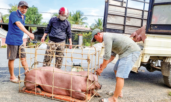 Giá heo hơi hôm nay 16/1: Duy trì đà tăng, thị trường đã có giá 57.000 đồng/kg