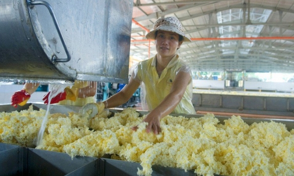 Giá cao su hôm nay 17/1: Biến động trái chiều