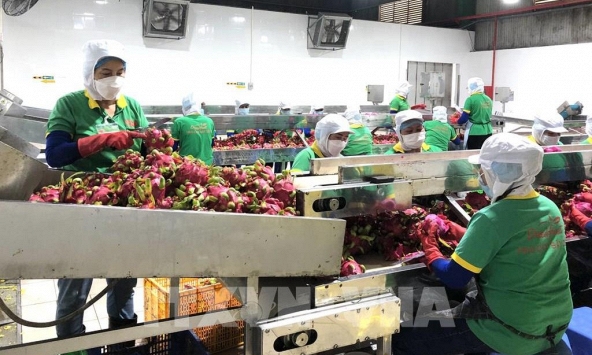 Thông luồng xuất khẩu nông sản Việt