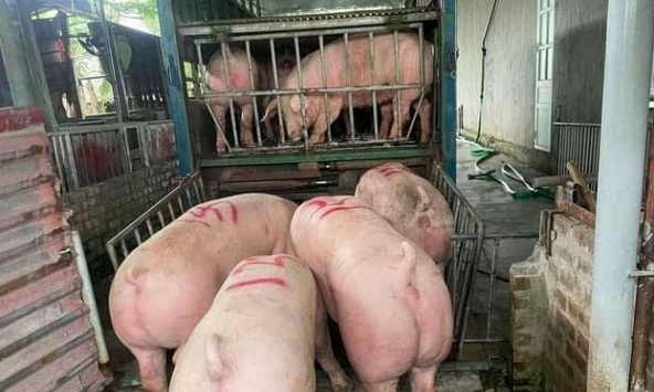 Giá heo hơi hôm nay 17/1: Chưa thể vượt ngưỡng 57.000 đồng/kg