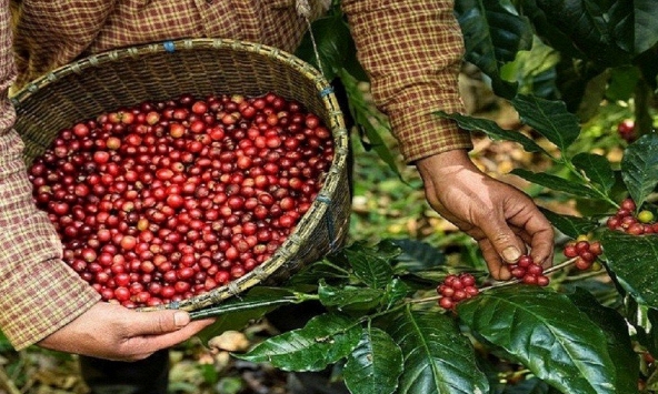 Giá cà phê hôm nay 17/1: Cao nhất 72.800 đồng/kg