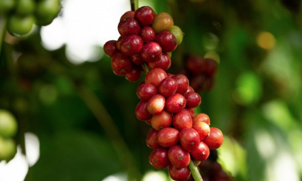 Giá cà phê hôm nay 19/1: Tiếp đà giảm