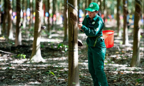 Giá cao su hôm nay 19/1: Biến động trái chiều