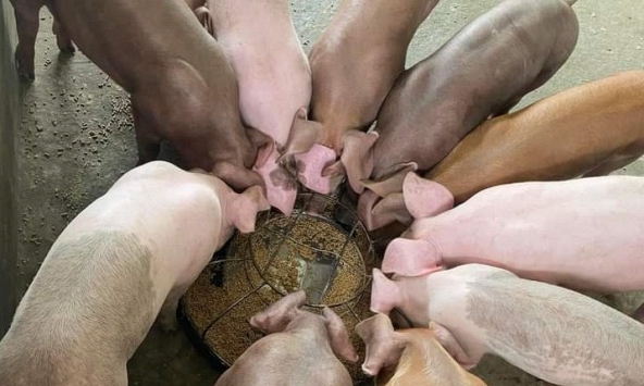 Giá heo hơi hôm nay 19/1: Duy trì khung giá 50.000 – 57.000 đồng/kg