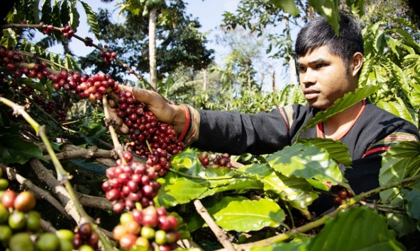 Giá cà phê hôm nay 20/1: Dao động 71.200 - 72.200 đồng/kg