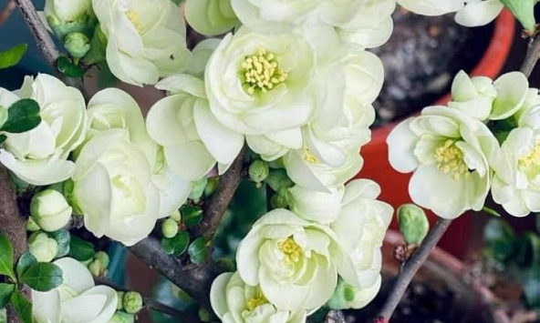 Săn lùng 'hoa xanh' hiếm chơi Tết năm nay