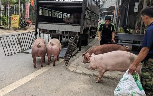 Giá heo hơi hôm nay 23/1: Giữ đà tăng dù khá chậm