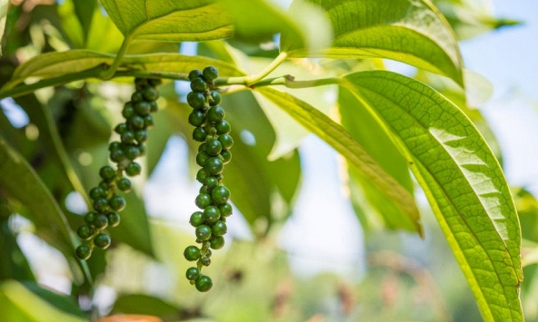 Giá tiêu hôm nay 23/1: Tăng 500 đồng/kg