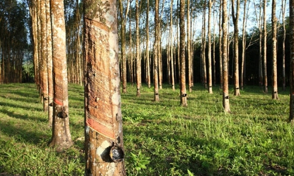 Giá cao su hôm nay 23/1: Biến động trái chiều