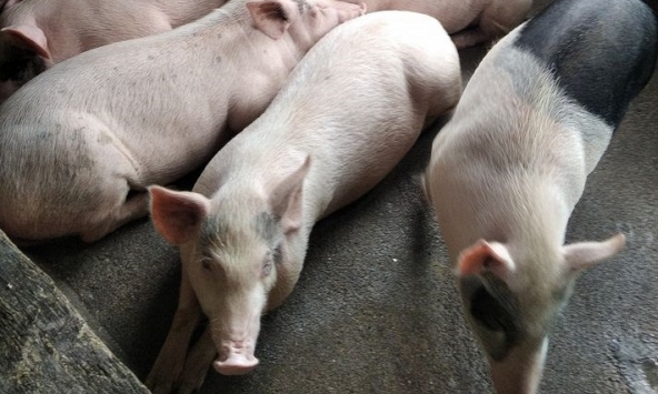 Giá heo hơi hôm nay 24/1: CP tiếp tục tăng, lên 60.000 đồng/kg