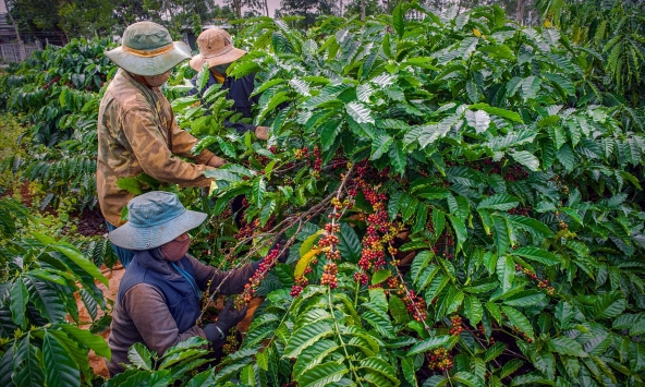 Giá cà phê hôm nay 24/1: Tăng nhẹ