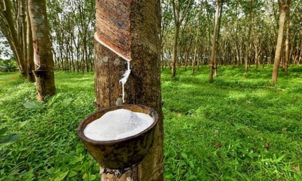 Giá cao su hôm nay 24/1: Tăng nhẹ trên sàn châu Á