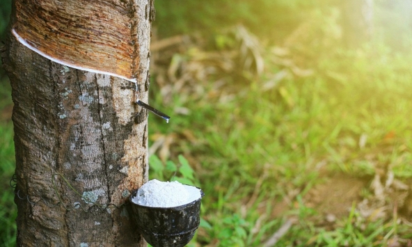 Giá cao su hôm nay 25/1: Tăng trên thế giới
