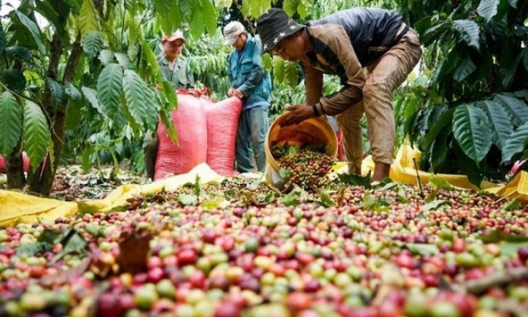 Giá cà phê hôm nay 25/1: Tiếp đà tăng
