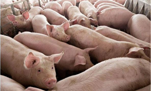 Giá heo hơi hôm nay 25/1: Giá heo từ doanh nghiệp bán ra tiếp tục tăng mạnh