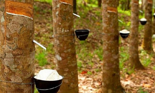 Xuất khẩu cao su sang Trung Quốc năm 2023 tăng về lượng, giảm về giá trị