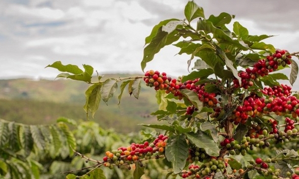 Giá cà phê hôm nay 27/1: Tiếp tục tăng