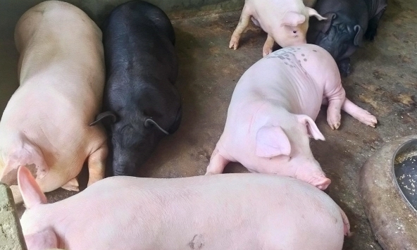 Giá heo hơi hôm nay 29/1: Chờ giá heo cán mốc 60.000 đồng/kg