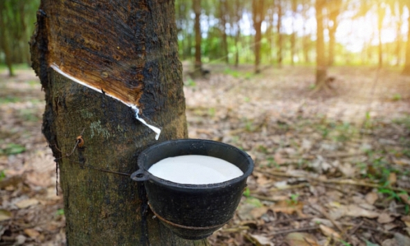 Giá cao su hôm nay 29/1: Không có nhiều biến động