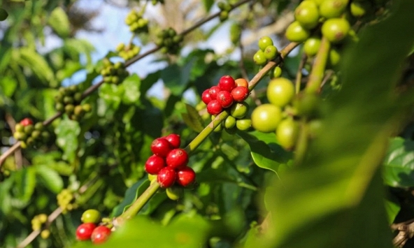 Giá cà phê hôm nay 29/1: Cao nhất 77.400 đồng/kg