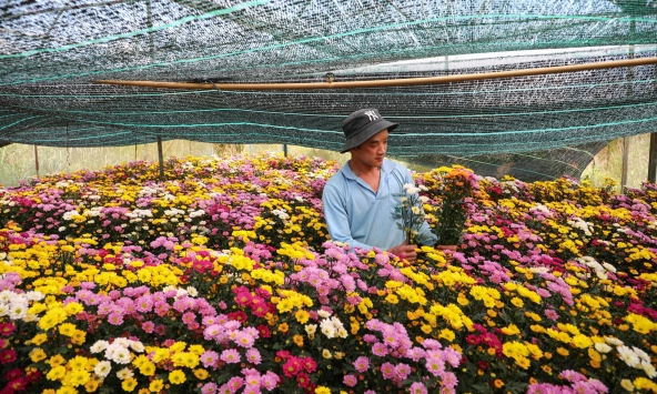 Nhộn nhịp thị trường hoa, cây cảnh phục vụ Tết