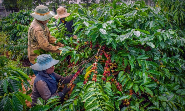Giá cà phê hôm nay 30/1: Cao nhất 78.000 đồng/kg
