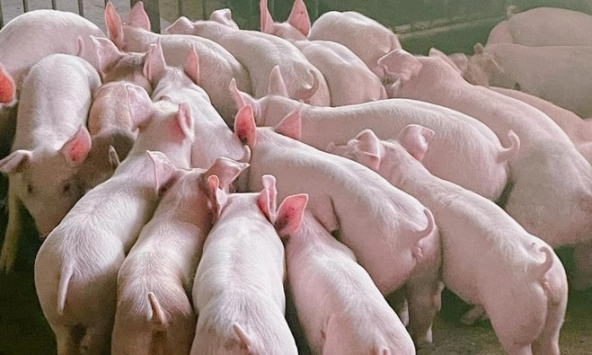Giá heo hơi hôm nay 30/1: Duy trì trong khoảng 54.000 – 59.000 đồng/kg