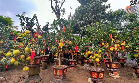 Thị trường hoa, cây cảnh Tết 'thấp thỏm' ngóng khách