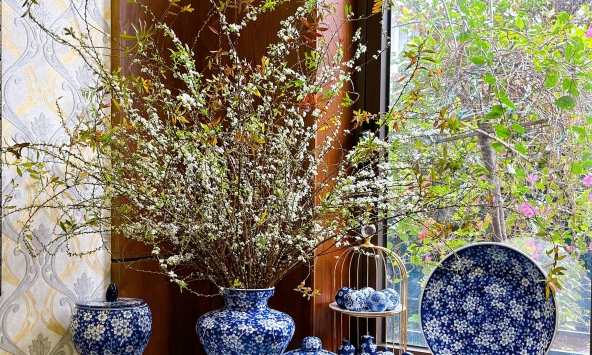 Phân biệt nhanh tuyết mai rừng và tuyết mai vườn để chăm cho kịp Tết