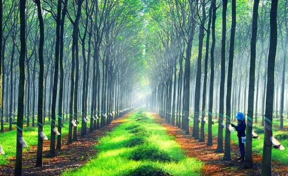 Giá cao su hôm nay 30/1: Biến động trái chiều