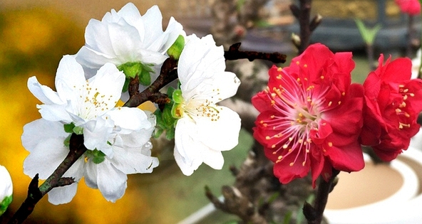 5 loại đào Tết được dân sành chơi hoa săn đón mỗi dịp xuân về