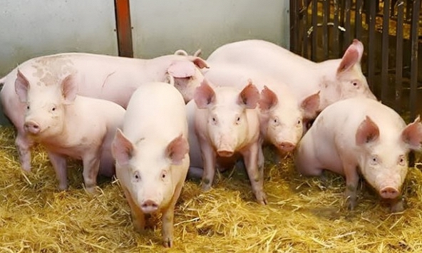 Giá heo hơi hôm nay 31/1: Bất ngờ quay đầu giảm