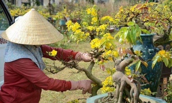 Nhà vườn lo lỗ tiền tỷ vì mai, đào nở trước Tết