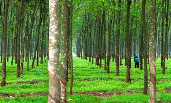 Giá cao su hôm nay 31/1: Biến động trái chiều