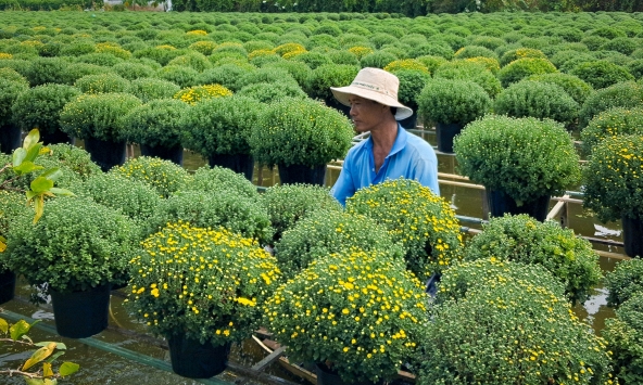 Làng hoa Tết miền Tây rộn ràng những ngày cuối năm