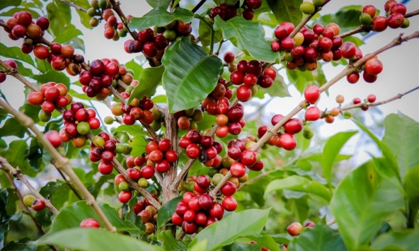 Giá cà phê hôm nay 1/2: Tăng nhẹ