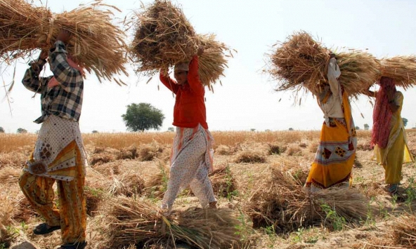 Thách thức lớn với ngành sản xuất lúa mì Ấn Độ