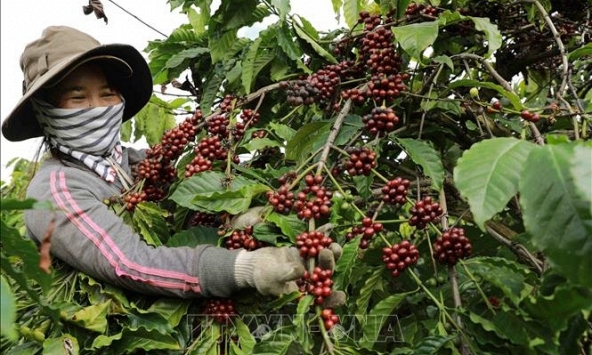 Giá cà phê hôm nay 2/2: Cao nhất 79.200 đồng/kg