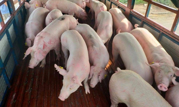 Giá heo hơi hôm nay 2/2: Chênh lệch giữa các địa phương không nhiều