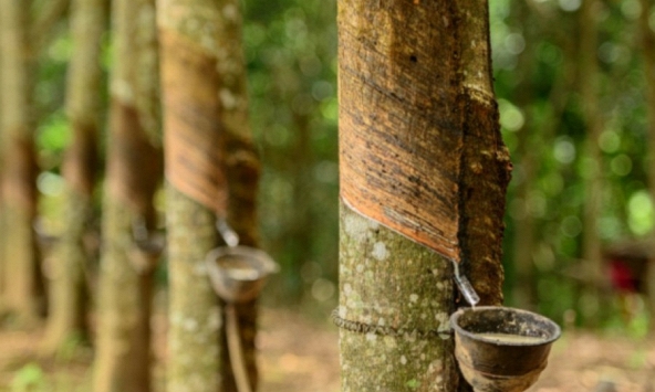 Giá cao su hôm nay 3/2: Tăng trên sàn Thượng Hải