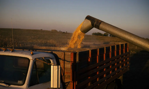 FAO: Chỉ số giá lương thực toàn cầu thấp nhất trong gần 3 năm