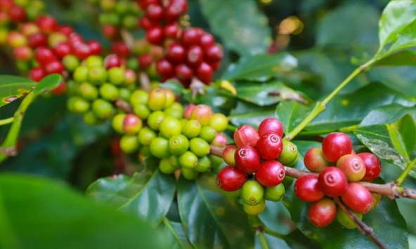 Giá cà phê hôm nay 3/2: Giảm nhẹ