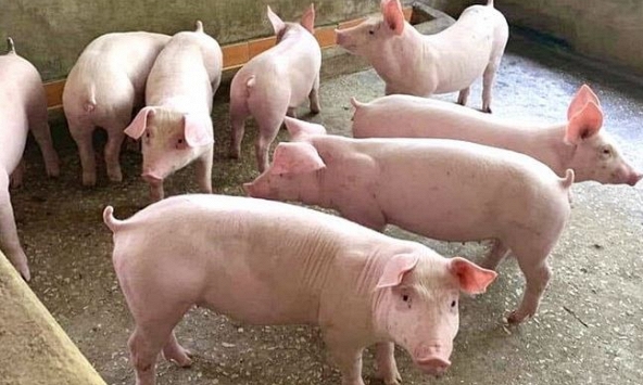 Giá heo hơi hôm nay 3/2: Ổn định ở cả 3 miền
