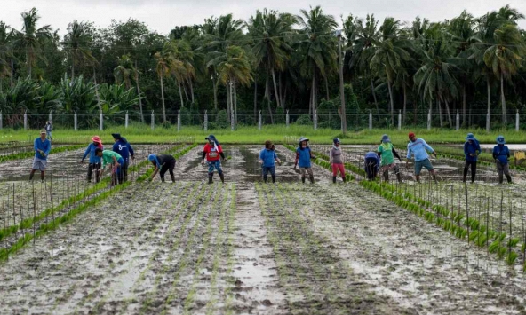 Giá gạo đạt mức cao nhất kể từ năm 2009, Philippines nhập 1 triệu tấn gạo từ Việt Nam mỗi năm 