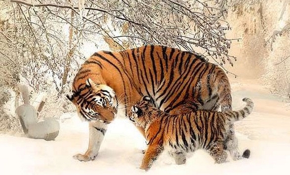 Xem tuổi xông đất 2024 cho gia chủ tuổi Nhâm Dần 1962