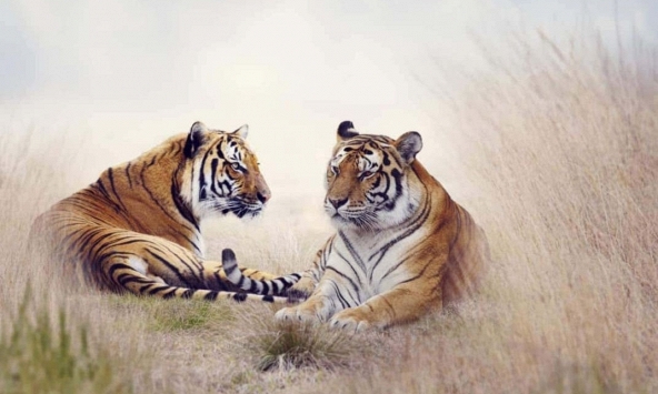 Xem tuổi xông đất 2024 cho gia chủ tuổi Giáp Dần 1974