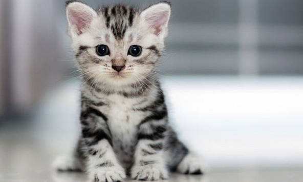 Xem tuổi xông đất 2024 cho gia chủ tuổi Quý Mão 1963