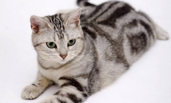 Xem tuổi xông đất 2024 cho gia chủ tuổi Đinh Mão 1987