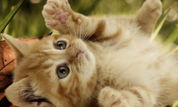 Tuổi Ất Mão 1975 xuất hành Tết 2024 vào giờ nào, hướng nào tốt nhất?