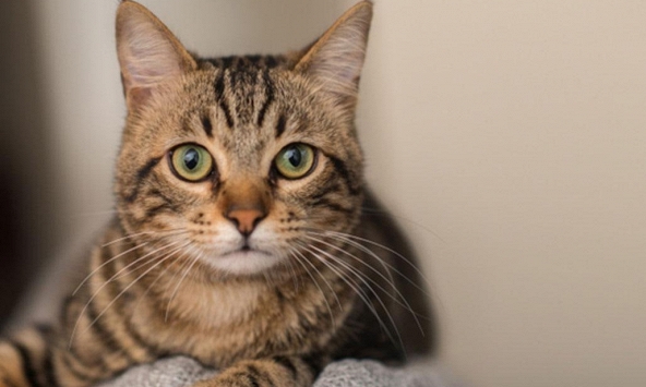 Xem tuổi xông đất 2024 cho gia chủ tuổi Kỷ Mão 1999